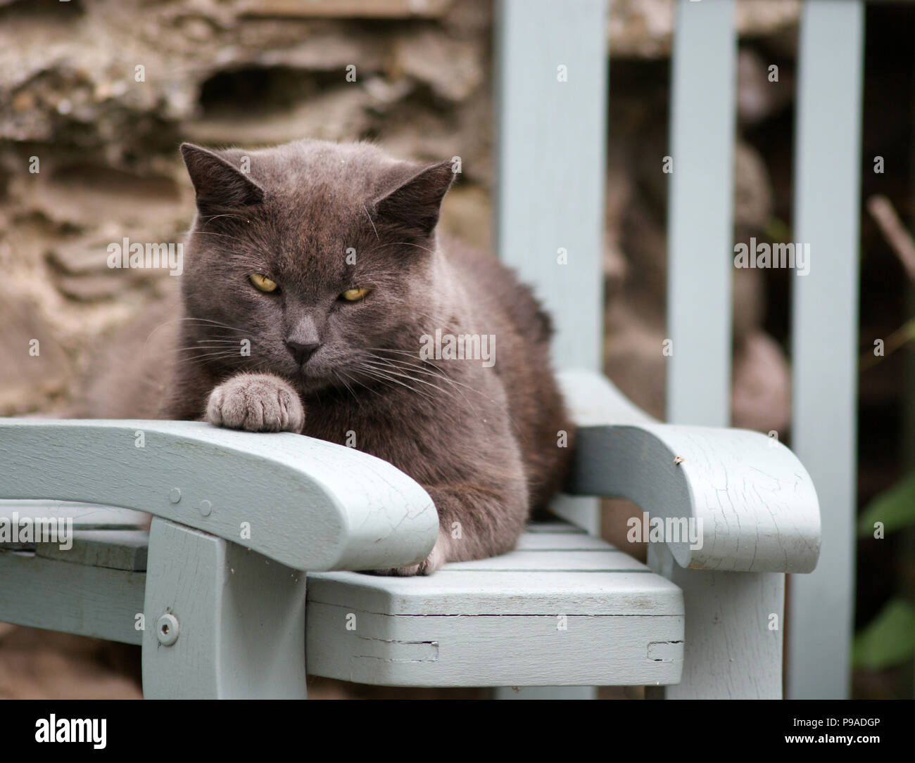 Feral Grey Cat With Ear Snipped and Green Eyes Lazing in a Garden on a Bench with his paw on the arm of a chair Stock Photo