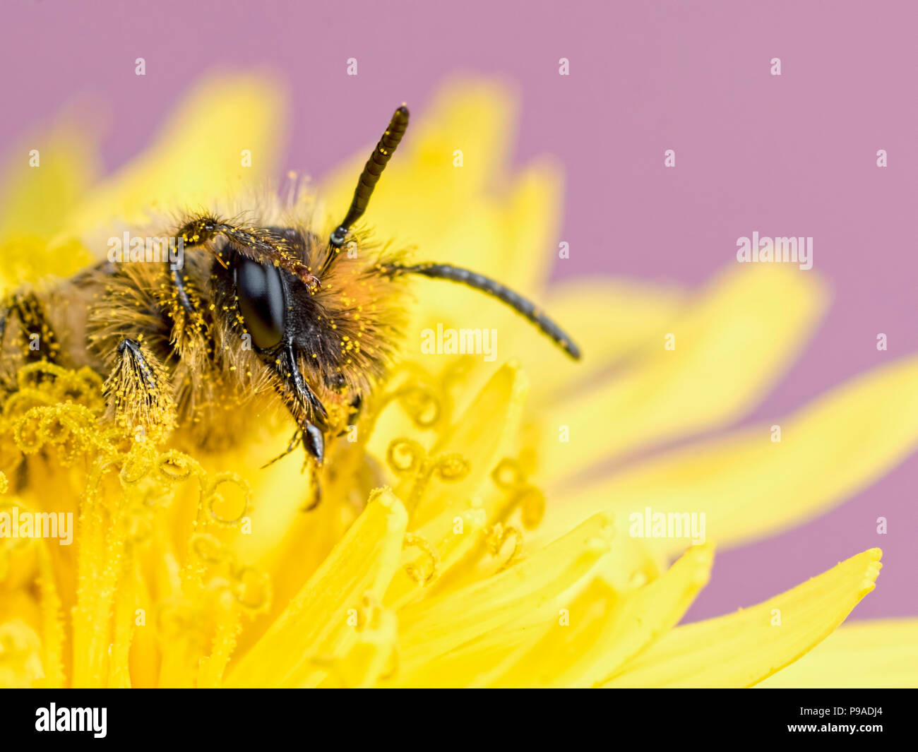 A Solitary Bee saluting to the camera Stock Photo