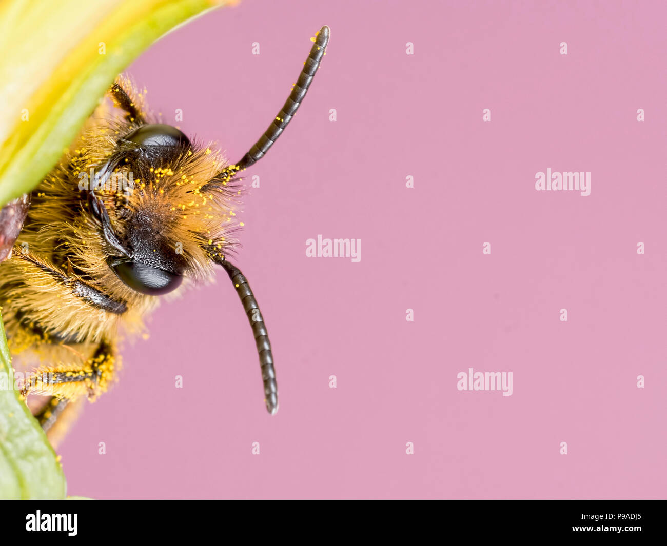 Solitary Bee Close Up with pink background Stock Photo