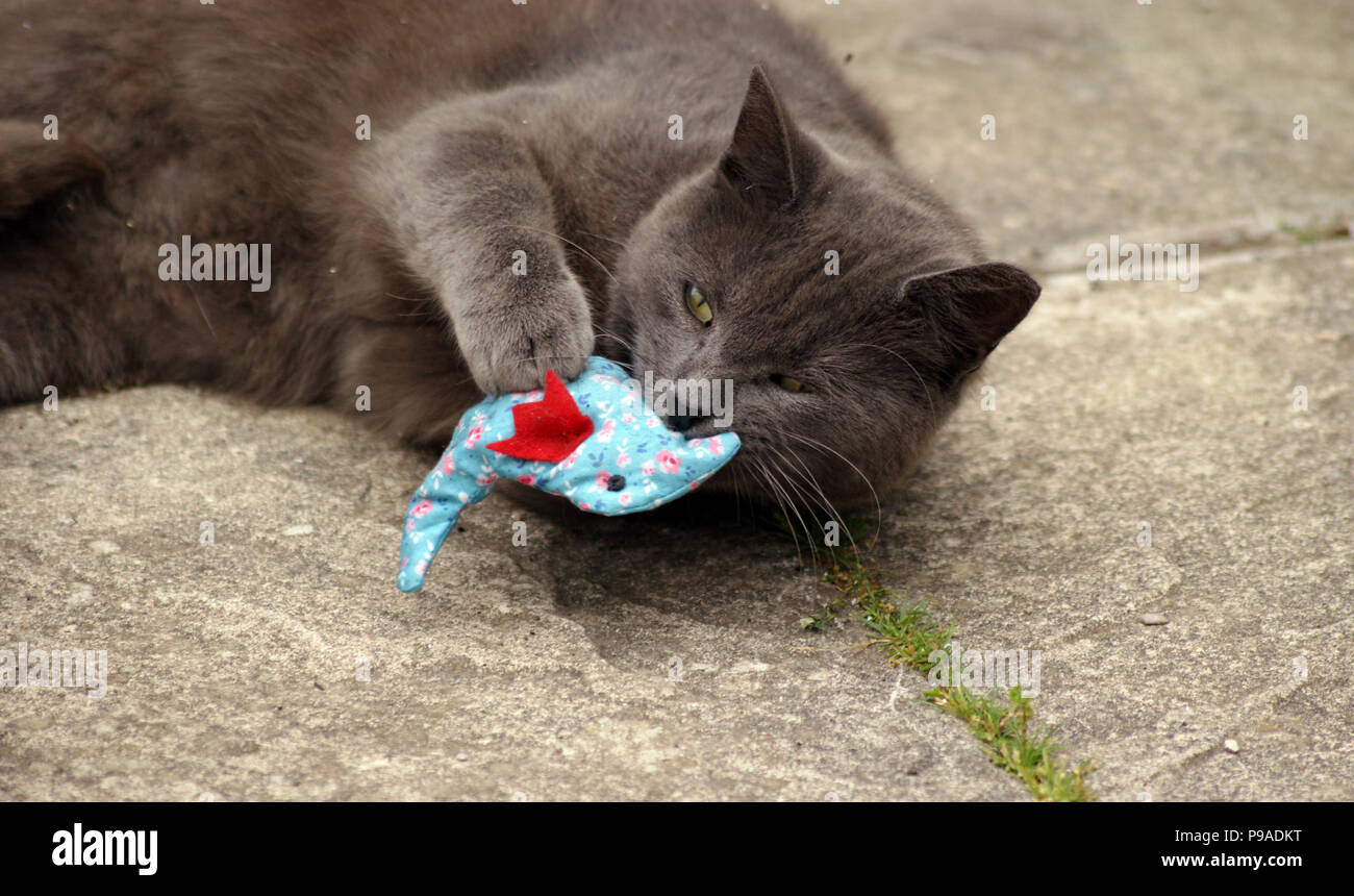 Feral Grey Cat With Ear Snipped and Green Eyes Lazing in a Garden Playing with a Catnip Toy Stock Photo