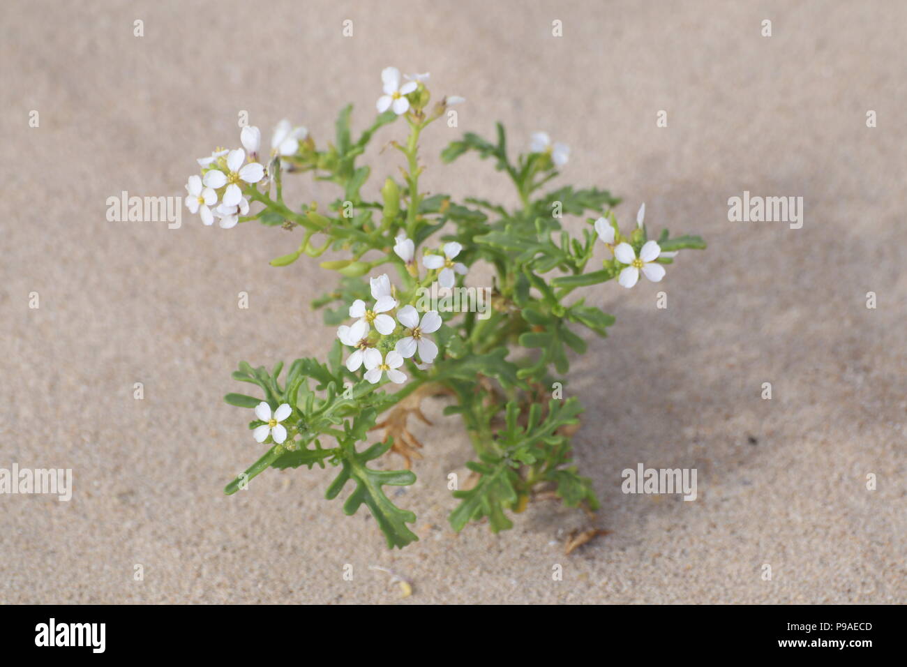 Sand Dune Flower Stock Photo