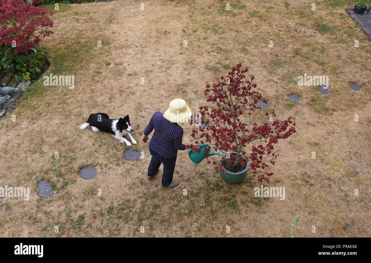 A gardener desperate for rain on her parched lawn in Telford, Shropshire, Uk Stock Photo