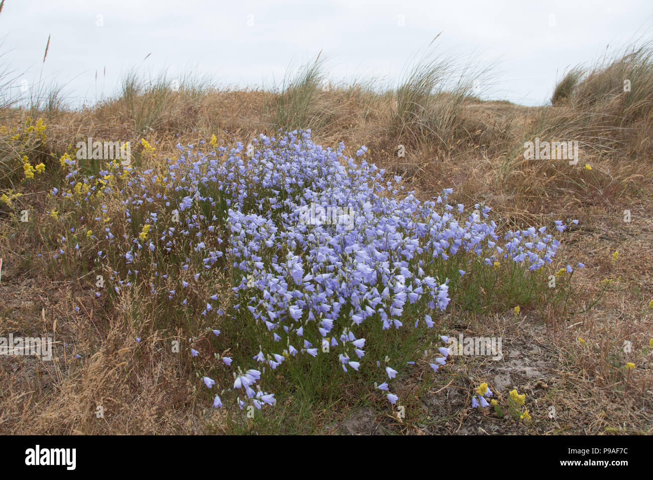 A clump of blue wildflowers, Campanula rotundifolia, on the sand dunes of Kessingland Beach, Suffolk Stock Photo