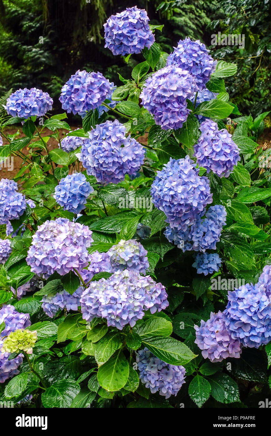 Blue Bigleaf hydrangea, Blue Hydrangea macrophylla, Hortensia july flowers in shady garden Stock Photo