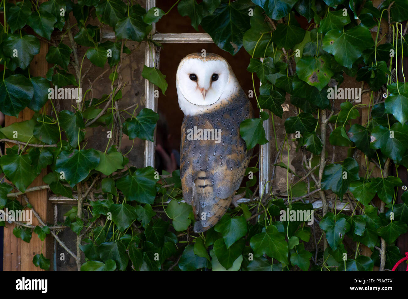 Barn Owls in Cornwall Stock Photo