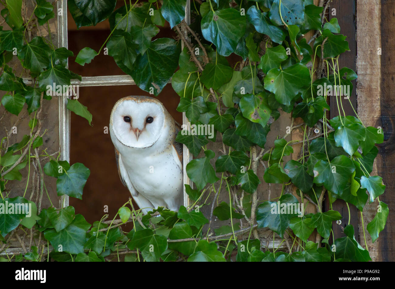 Barn Owls in Cornwall Stock Photo