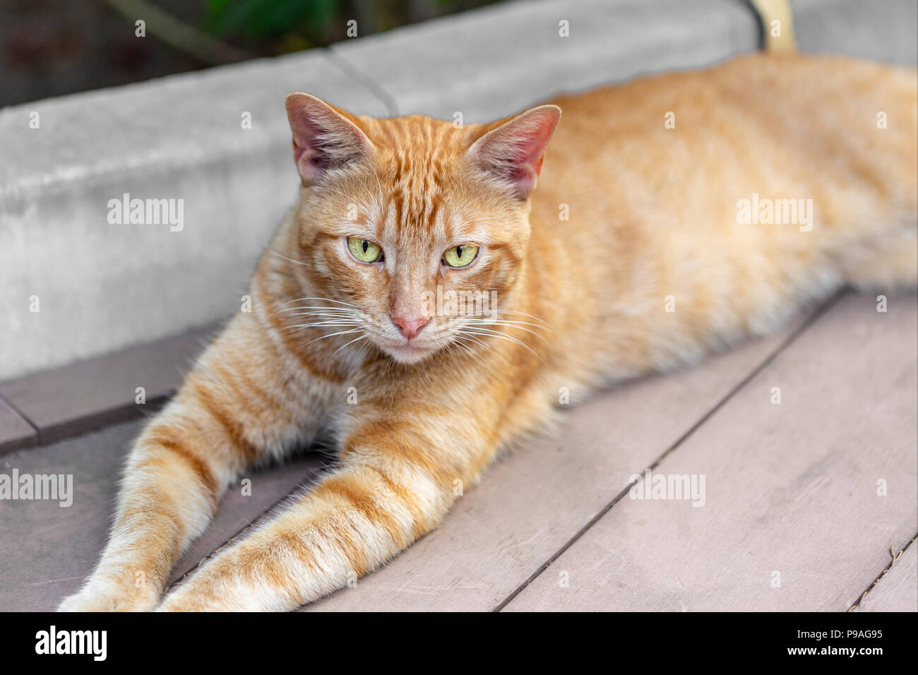 Orange Tabby Cat With Yellow Eyes 2025