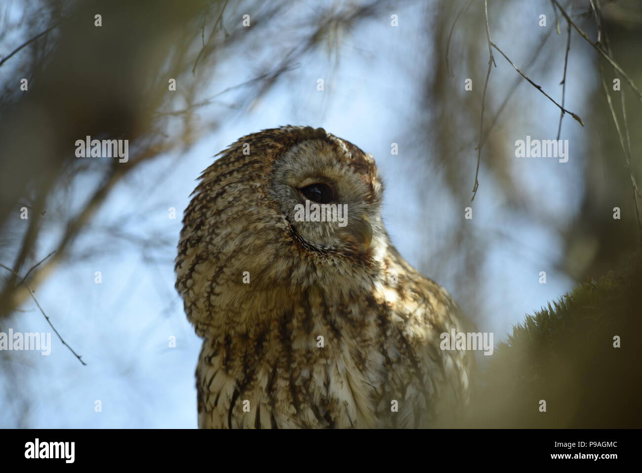 Owls of Scotland Stock Photo