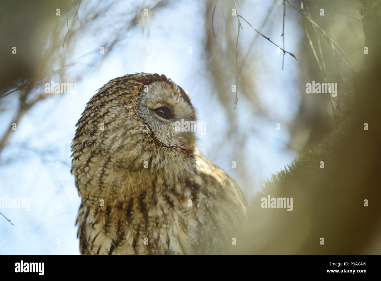 Owls of Scotland Stock Photo Alamy