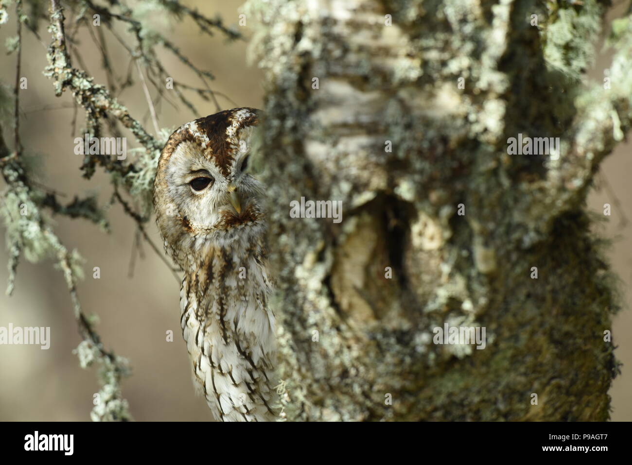 Owls of Scotland Stock Photo