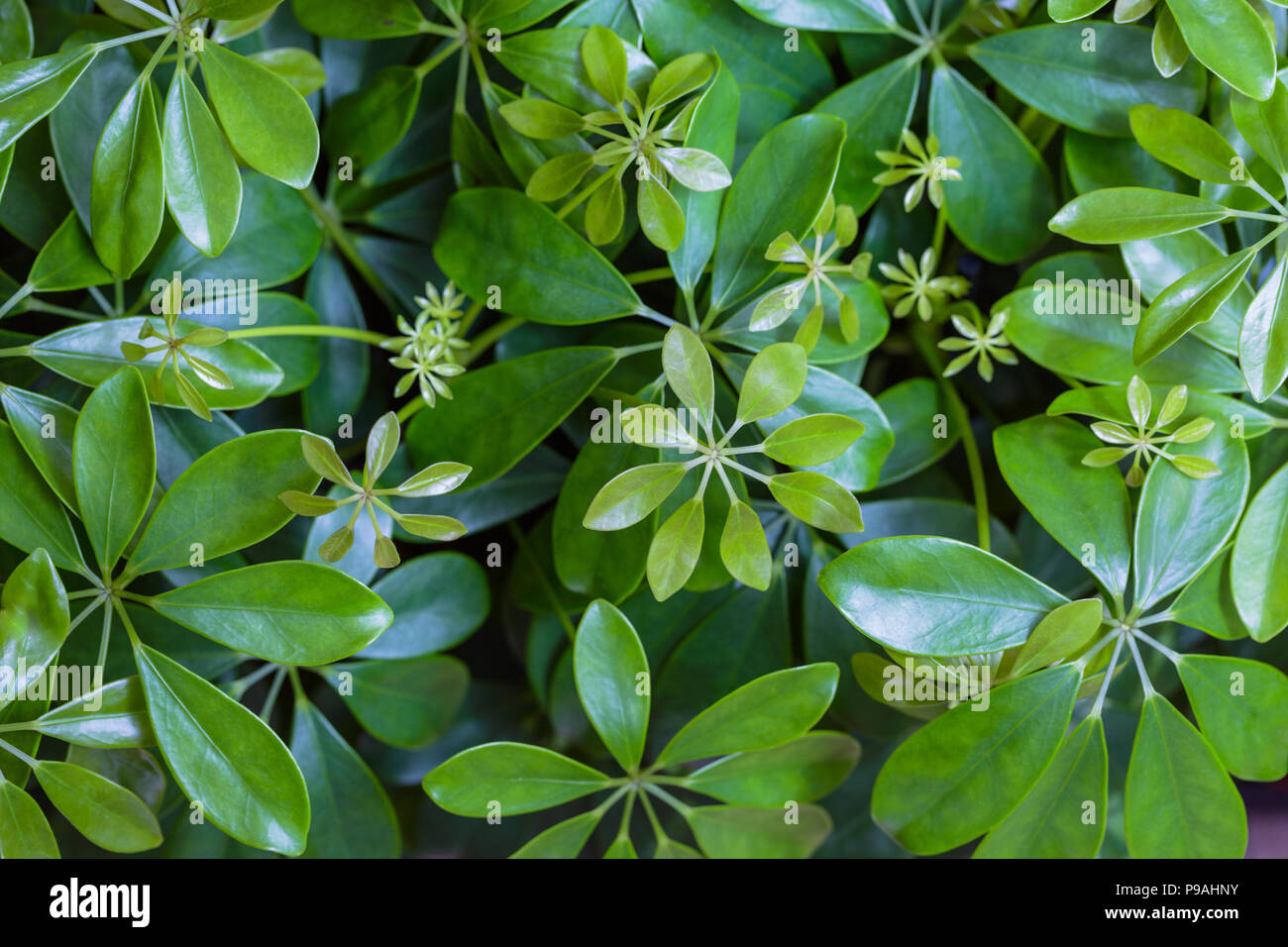 Dwarf Umbrella, Schefflera actinophylla ornamental plants Background Pattern, Vertical Green Leaves Textured or Green Bush Background. Stock Photo