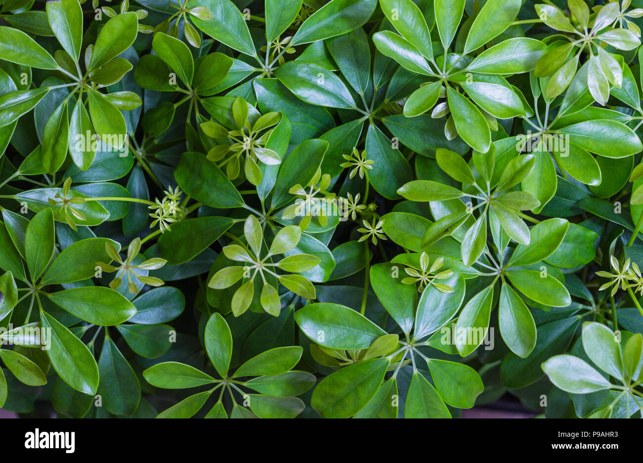 Dwarf Umbrella, Schefflera actinophylla ornamental plants Stock Photo