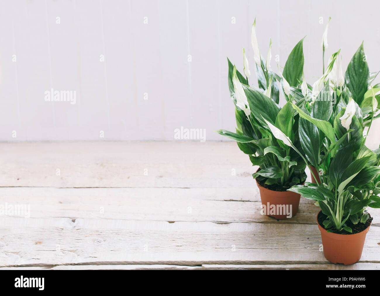 Spathiphyllum Flower White Wood Background With Empty Place Space For Text Stock Photo Alamy