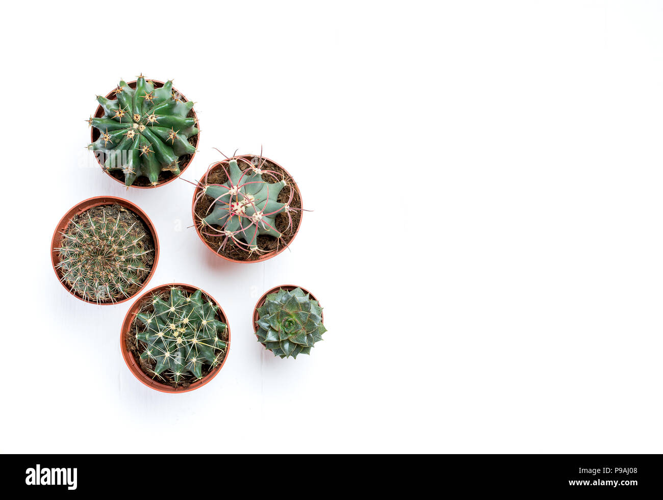 Composition of succulents hi-res stock photography and images - Alamy