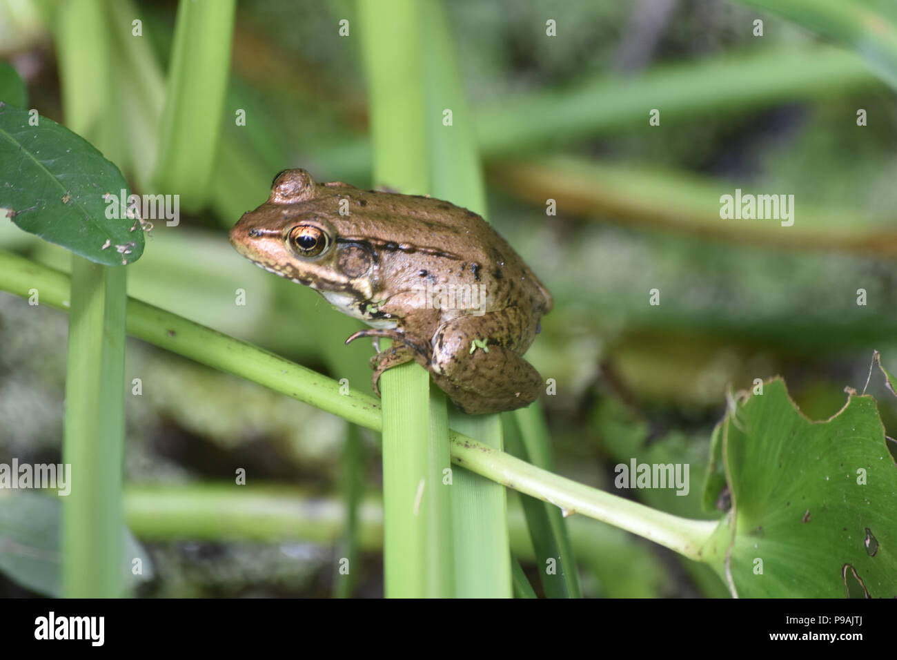 Barataria preserve wetlands hires stock photography and images Alamy