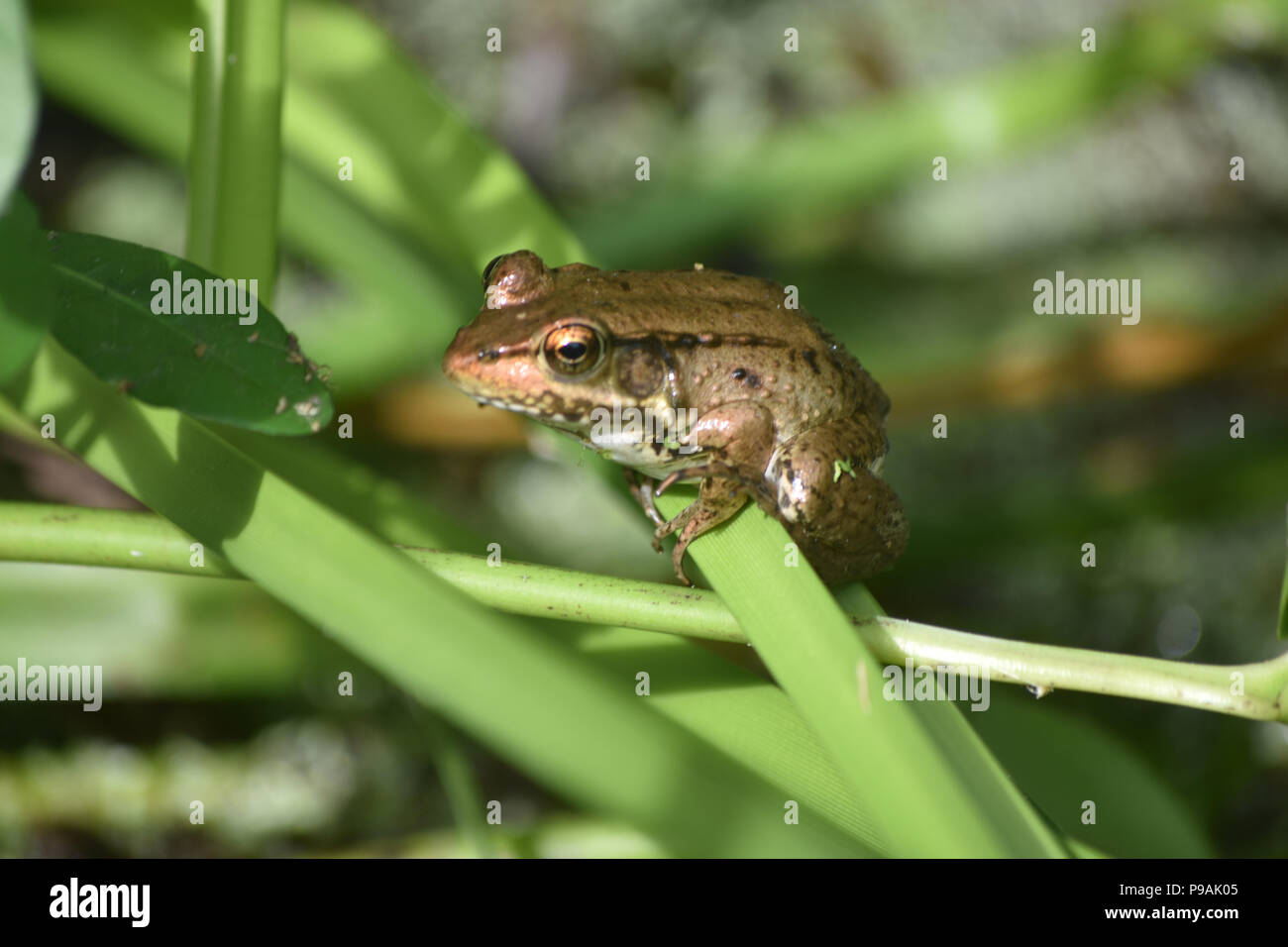 Frog sitting on a plant in the Barataria Preserve in Louisiana. Stock Photo