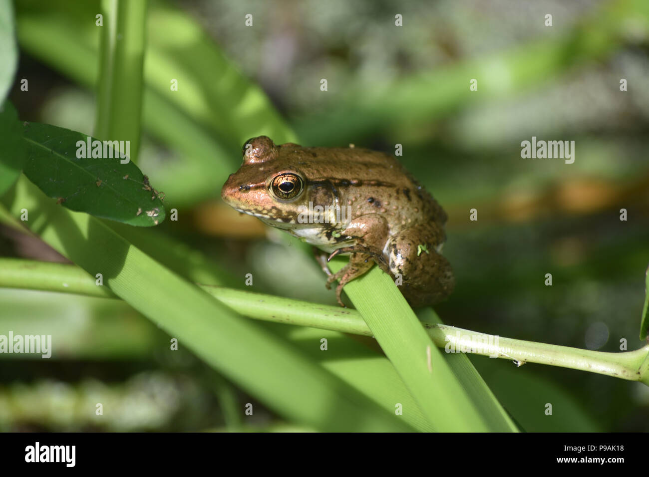 Brown frog in the marsh of Barataria Preserve Stock Photo Alamy