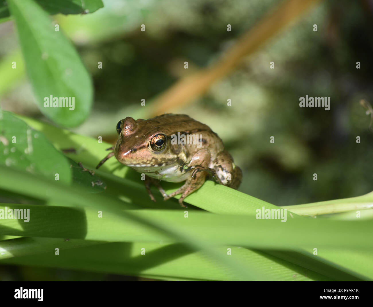 Barataria Preserve with a brown frog in Louisiana Stock Photo Alamy