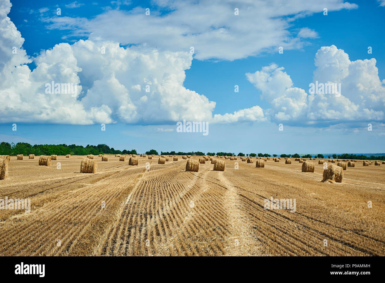 Hay bale field and beautiful blue sky. Agriculture. Rural nature. Farm land. Yellow golden harvest in summer. Countryside natural landscape. Harvestin Stock Photo