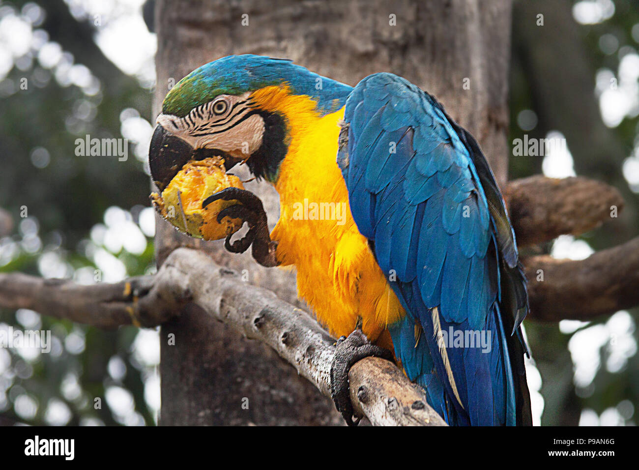 blue parrot parts