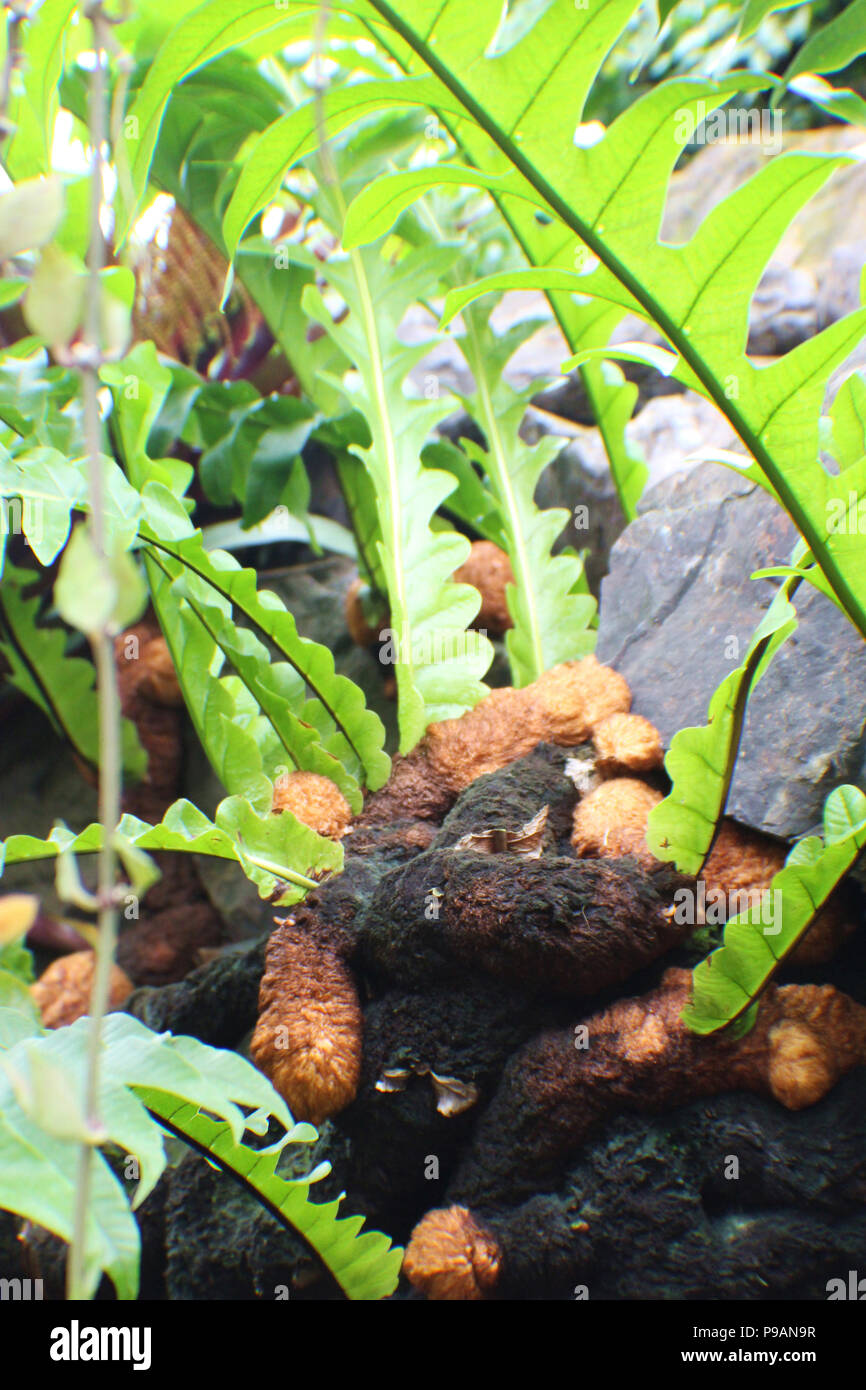 Close up of the furry roots of a Bear’s Paw Fern, Aglaomorpha meyeniana