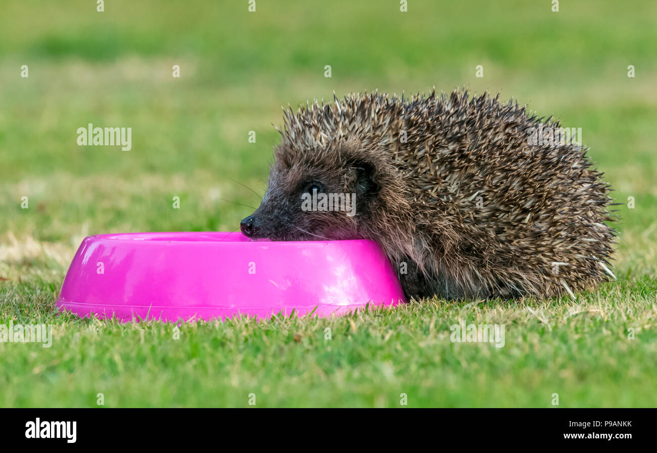 Hedgehog, native, wild, European hedgehog drinking water from a pink bowl.  Facing to the left.  Landscape. Errancies Europaeus Stock Photo