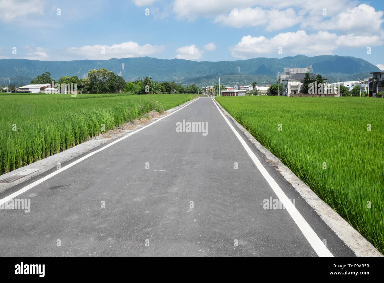 Guanshan,popular,cycling,bicycle,path,circle,loop,around,rice,fields ...