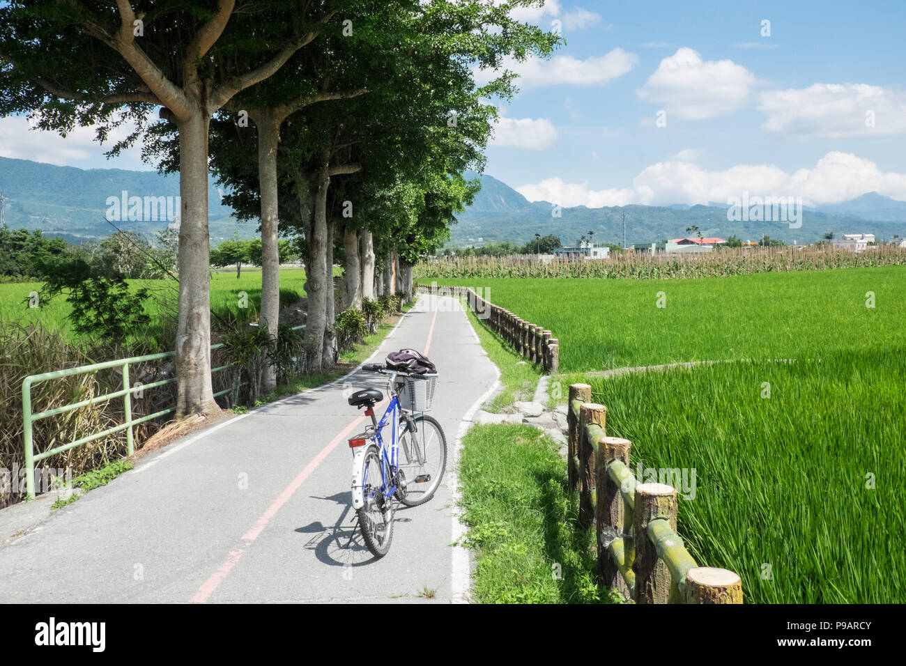 Guanshan,popular,cycling,bicycle,path,circle,loop,around,rice,fields ...