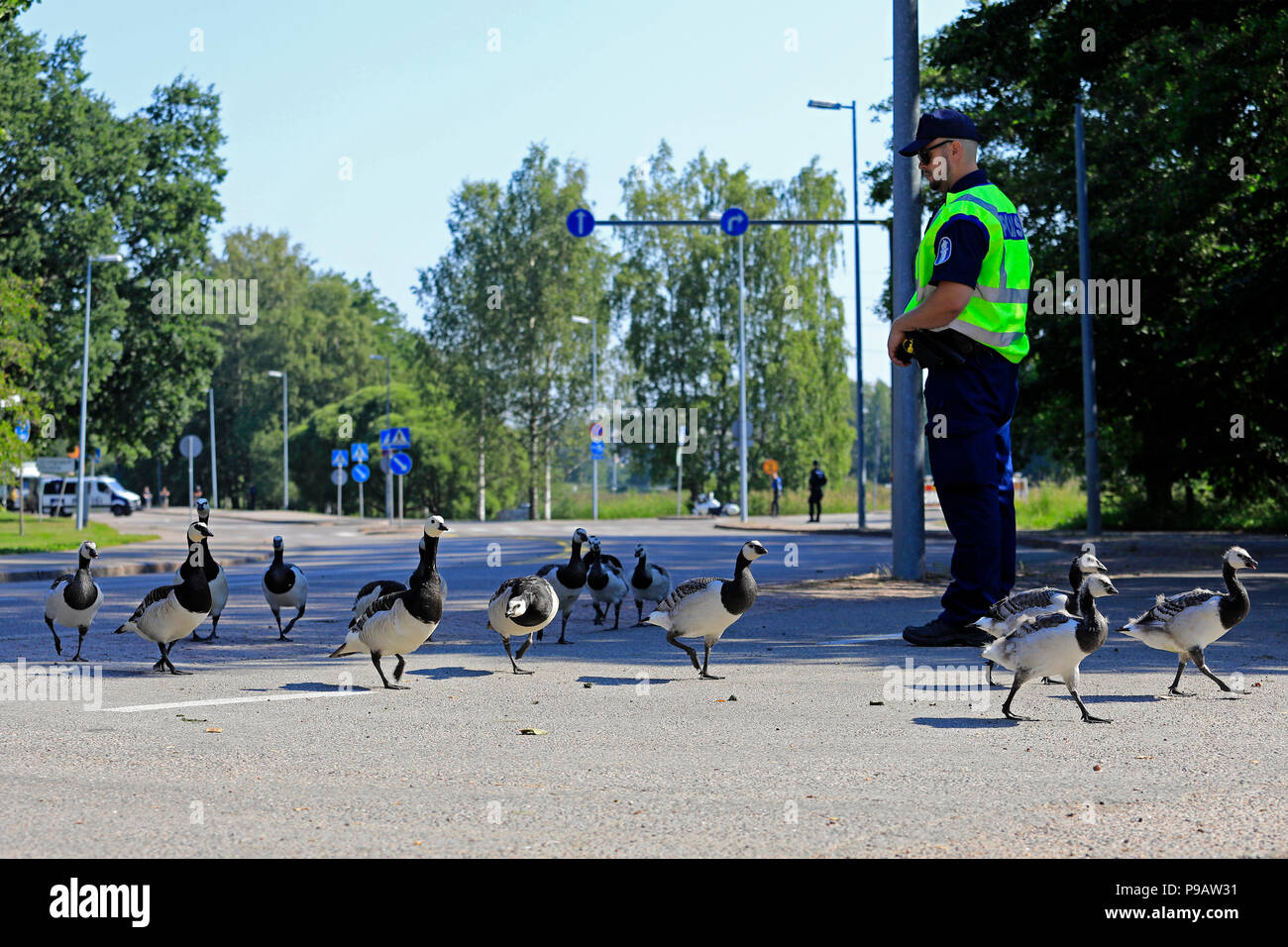 Helsinki, Finland. July 16, 2018. Flock of Barnacle geese cross the street at Ramsaynranta near the time the motorcade of US President Donald Trump and First Lady Melania Trump is expected to pass. Credit: Taina Sohlman/Alamy Live News Stock Photo