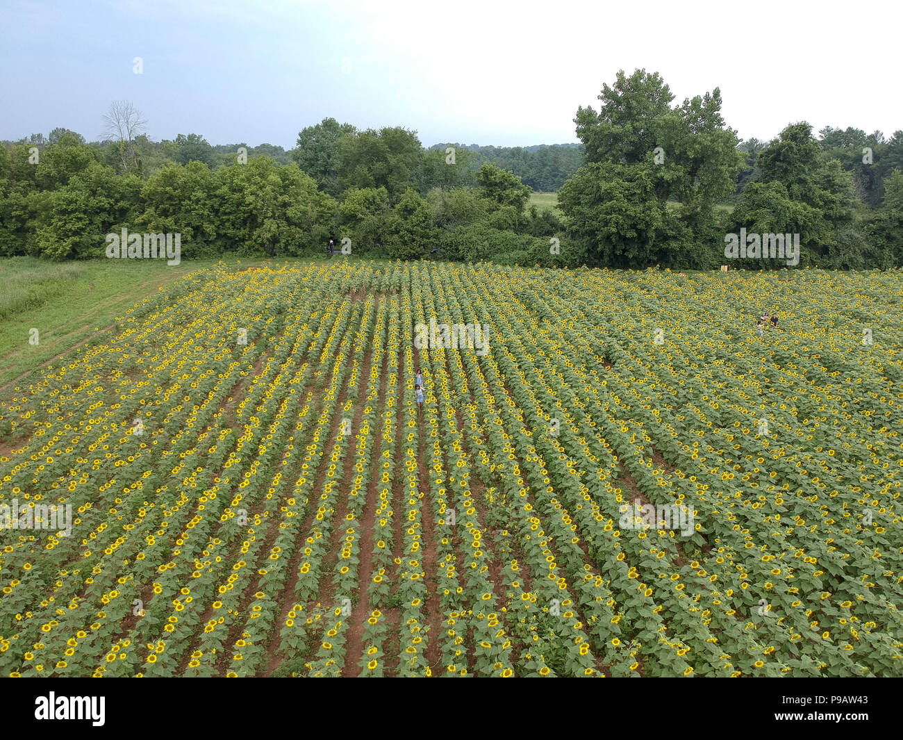 Poolesville hires stock photography and images Alamy