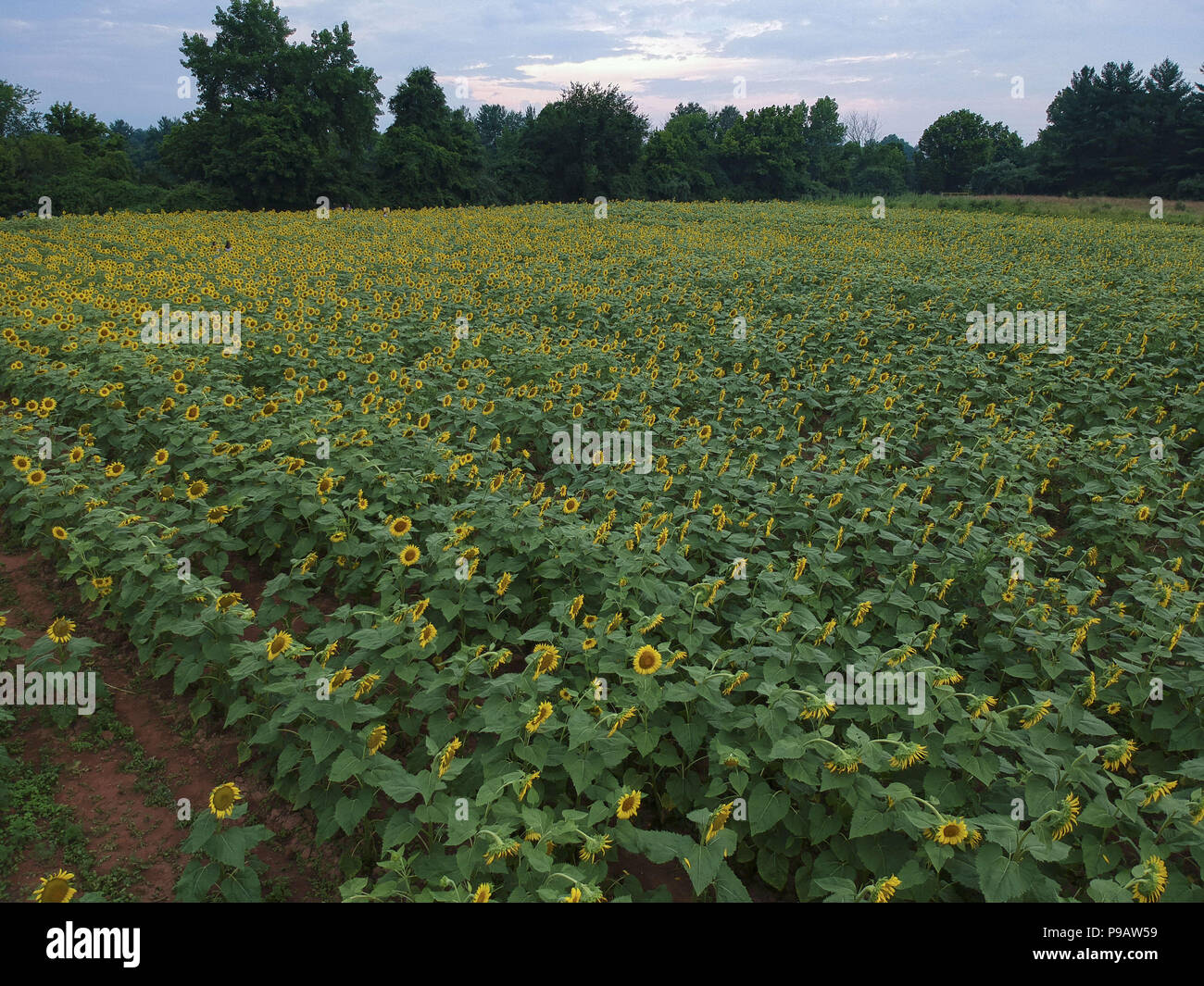 Poolesville, Maryland, USA. 23rd Feb, 2017. A wild sunflower field is