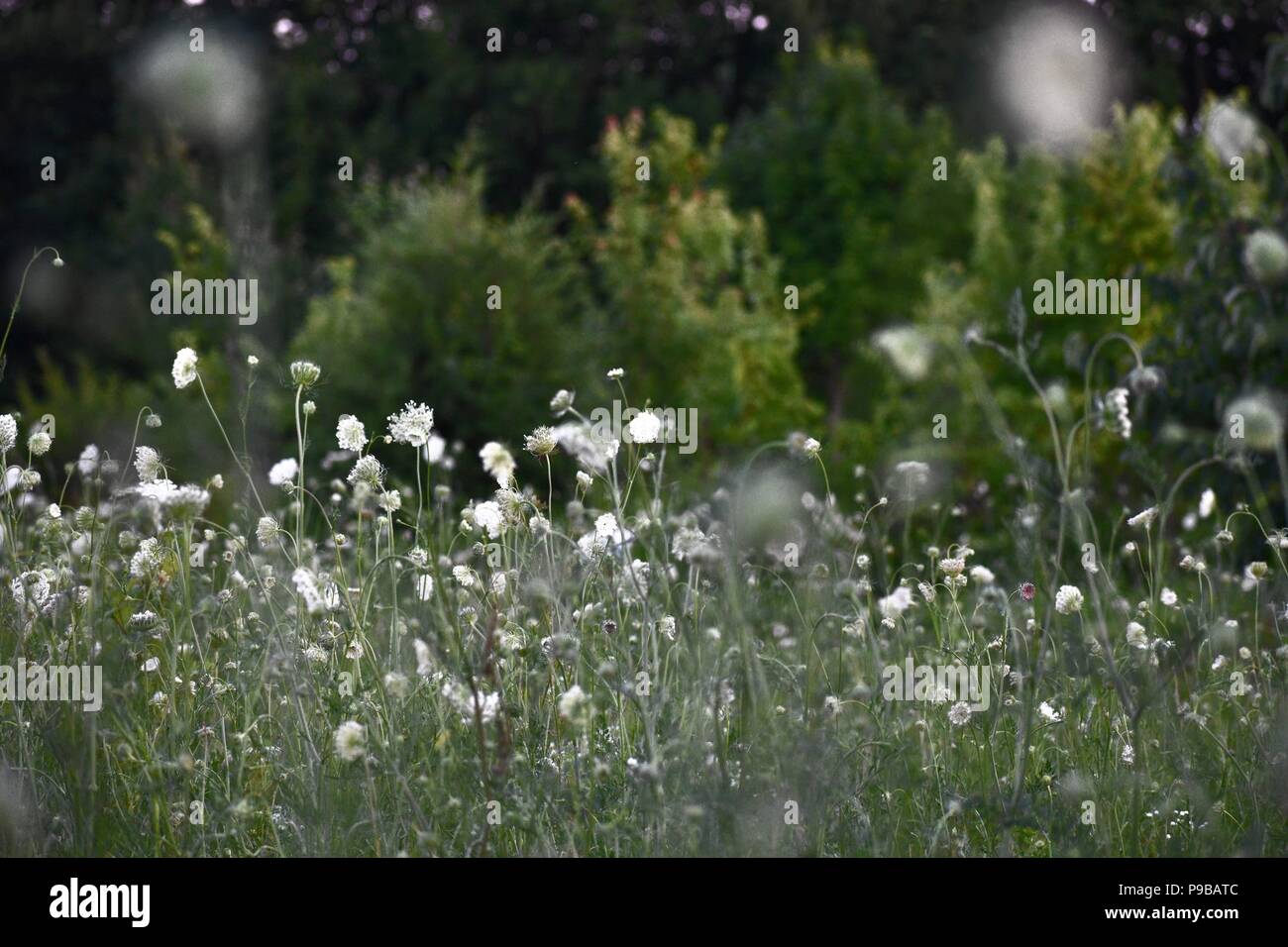 Evening Essence - Loving Nature Stock Photo