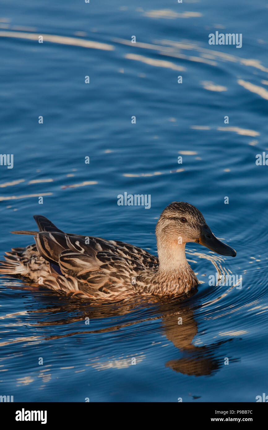 Closeup of a female mallard duck on the water Stock Photo