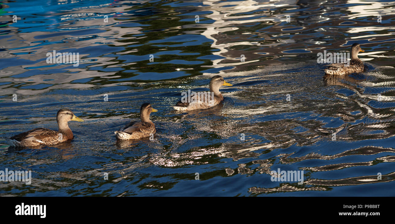 Females Mallard ducks in water Stock Photo