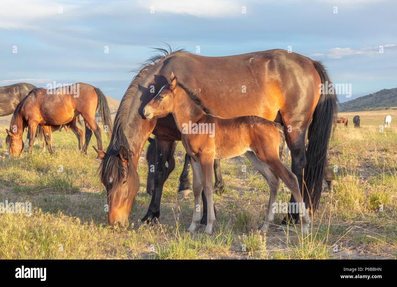Wild horse Mare and Foal Stock Photo - Alamy