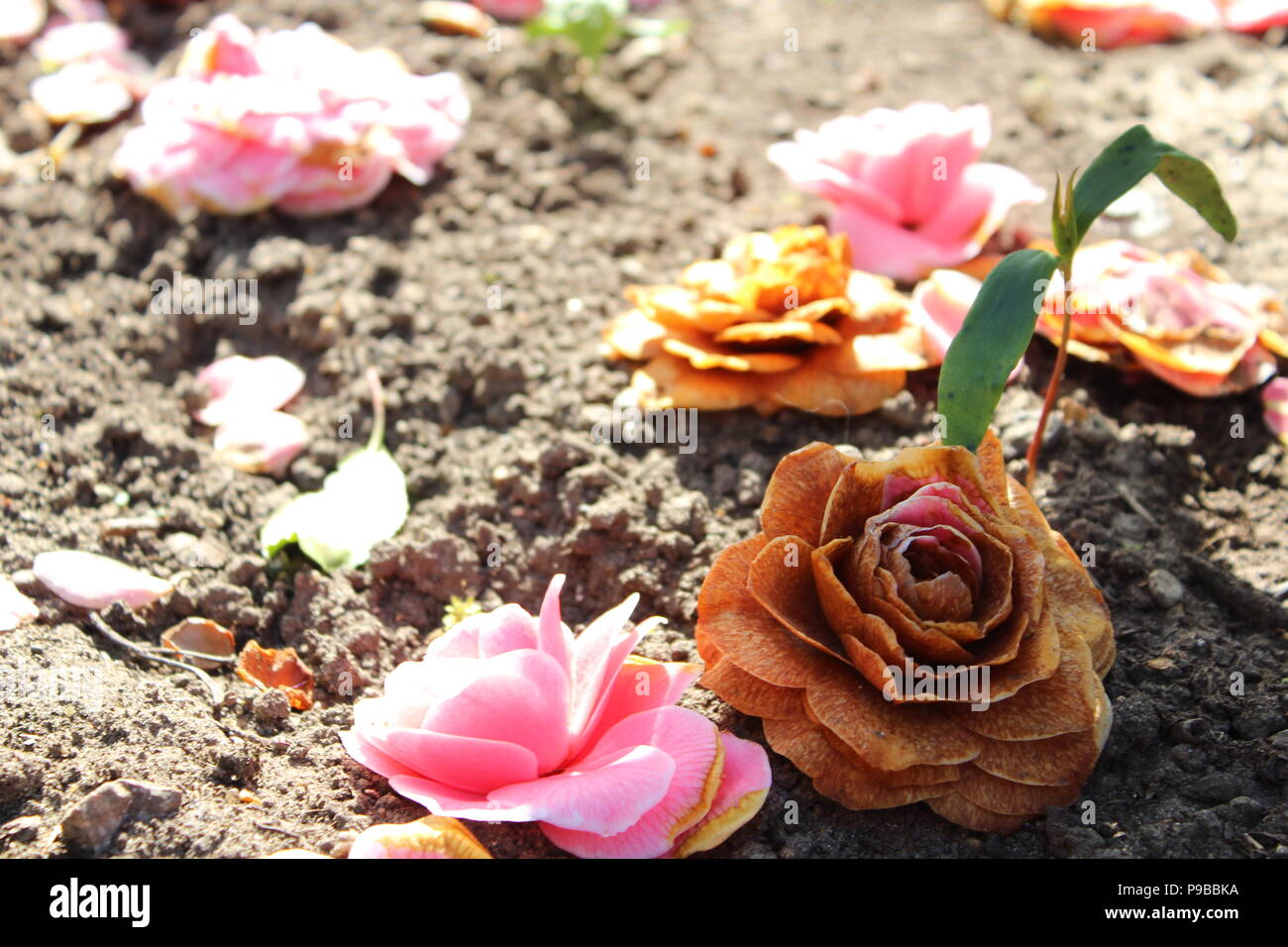 Yellow flowers in spring, taken in Surrey England Stock Photo Alamy