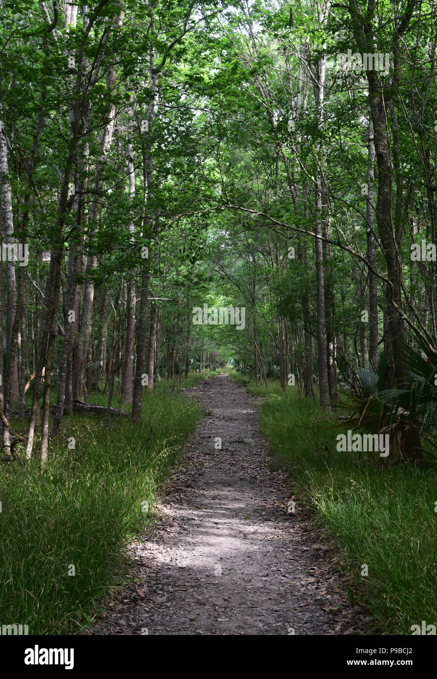 Trodden pathway snaking through the Barataria Preserve in Louisiana Stock Photo Alamy