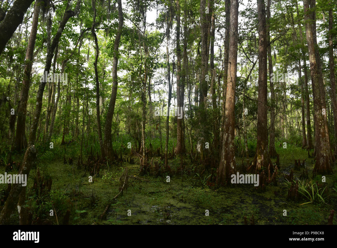 Trees growing out of Barataria Preserve in Louisiana Stock Photo Alamy