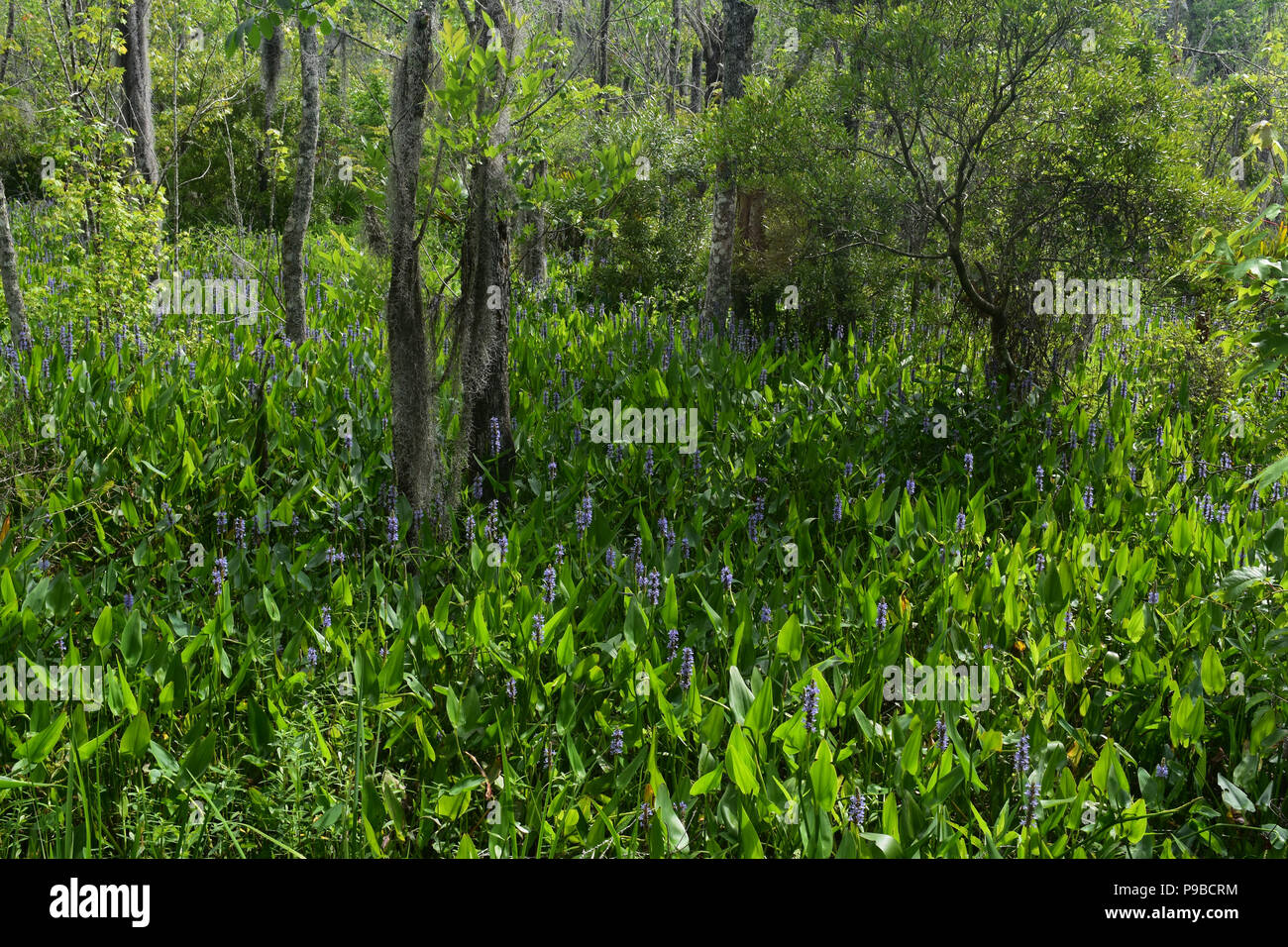 Louisiana swamp with purple wildflowers growing Stock Photo Alamy