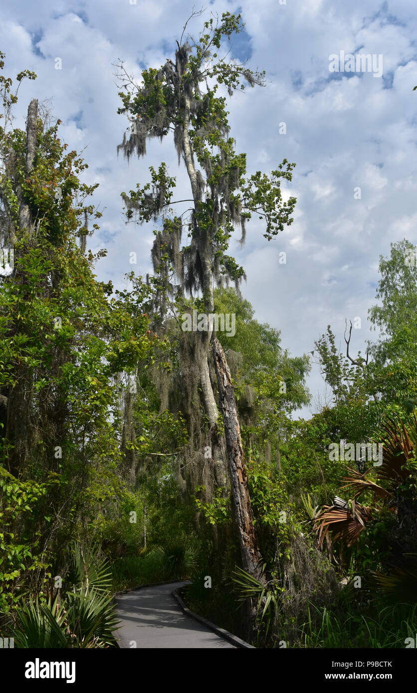 Tree dripping with Spanish Moss in Louisiana Stock Photo Alamy
