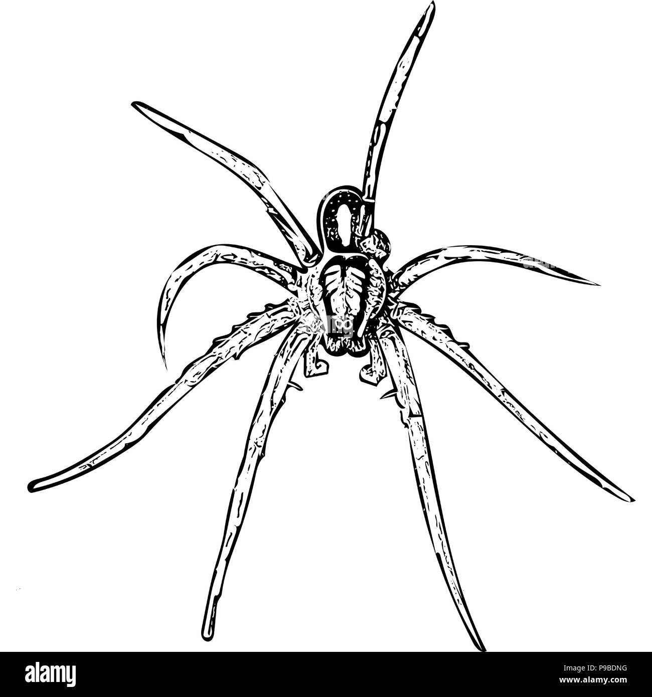 Black and white vector graphic of Raft spider from above. Stock Vector