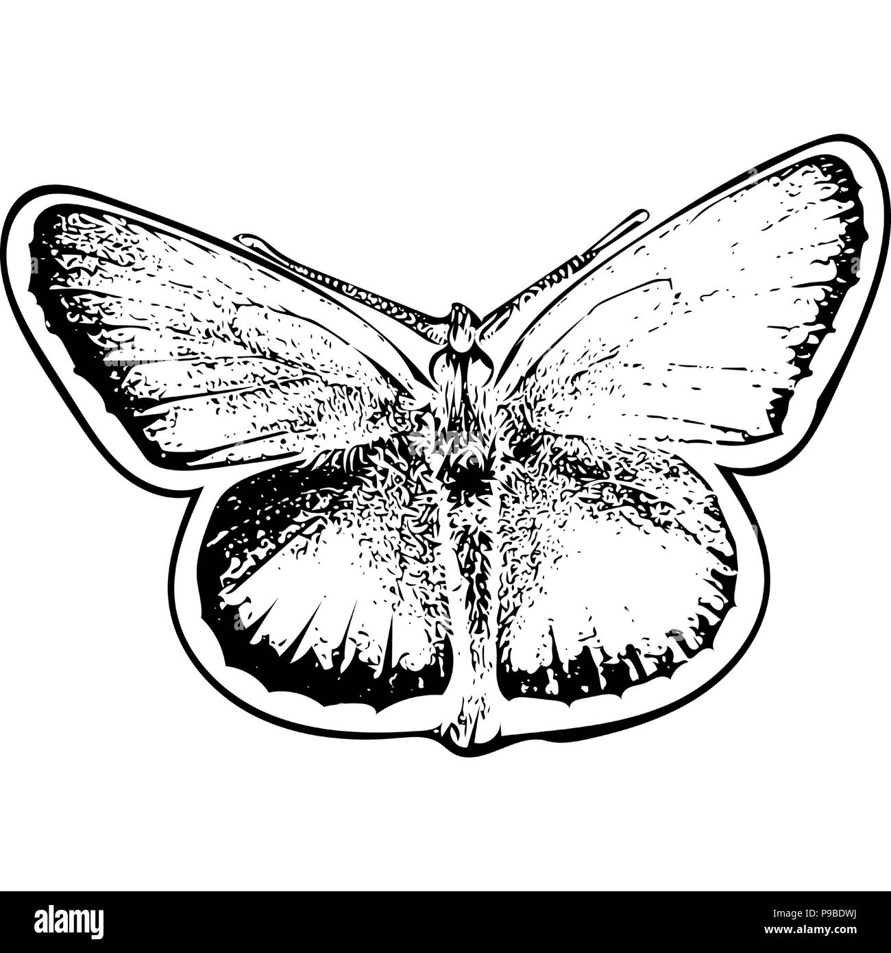 Black and white vector graphic of Silver-studded blue butterfly from above. Stock Vector