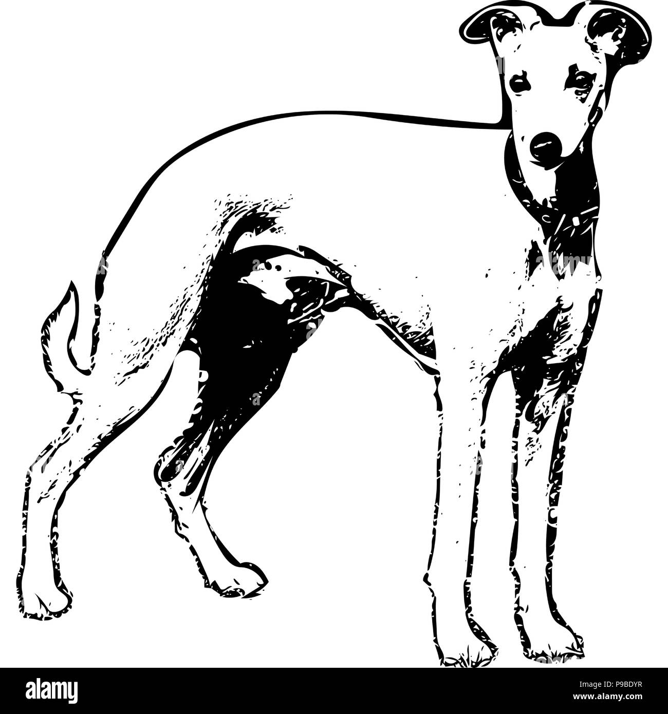 Black and white vector graphic of Whippet side-on. Stock Vector