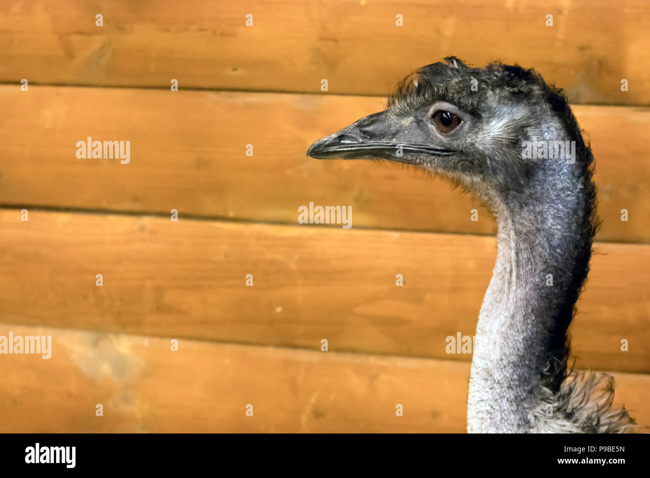 Funny cute australian emu in a wooden cage at the zoological garden Stock Photo