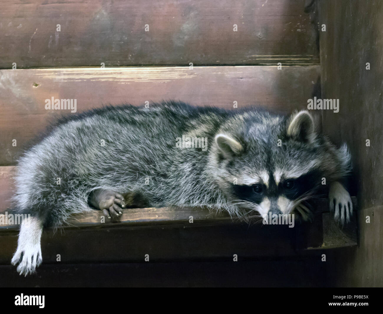 Funny fluffy raccoon lying in a wooden cage at the zoological garden Stock Photo