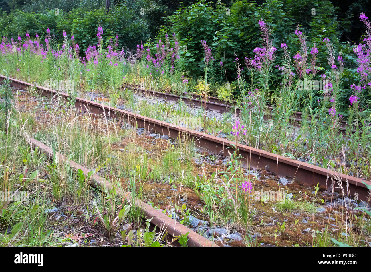 Old rusty abandoned railways overgrown with willow-herb bushes and moss Stock Photo