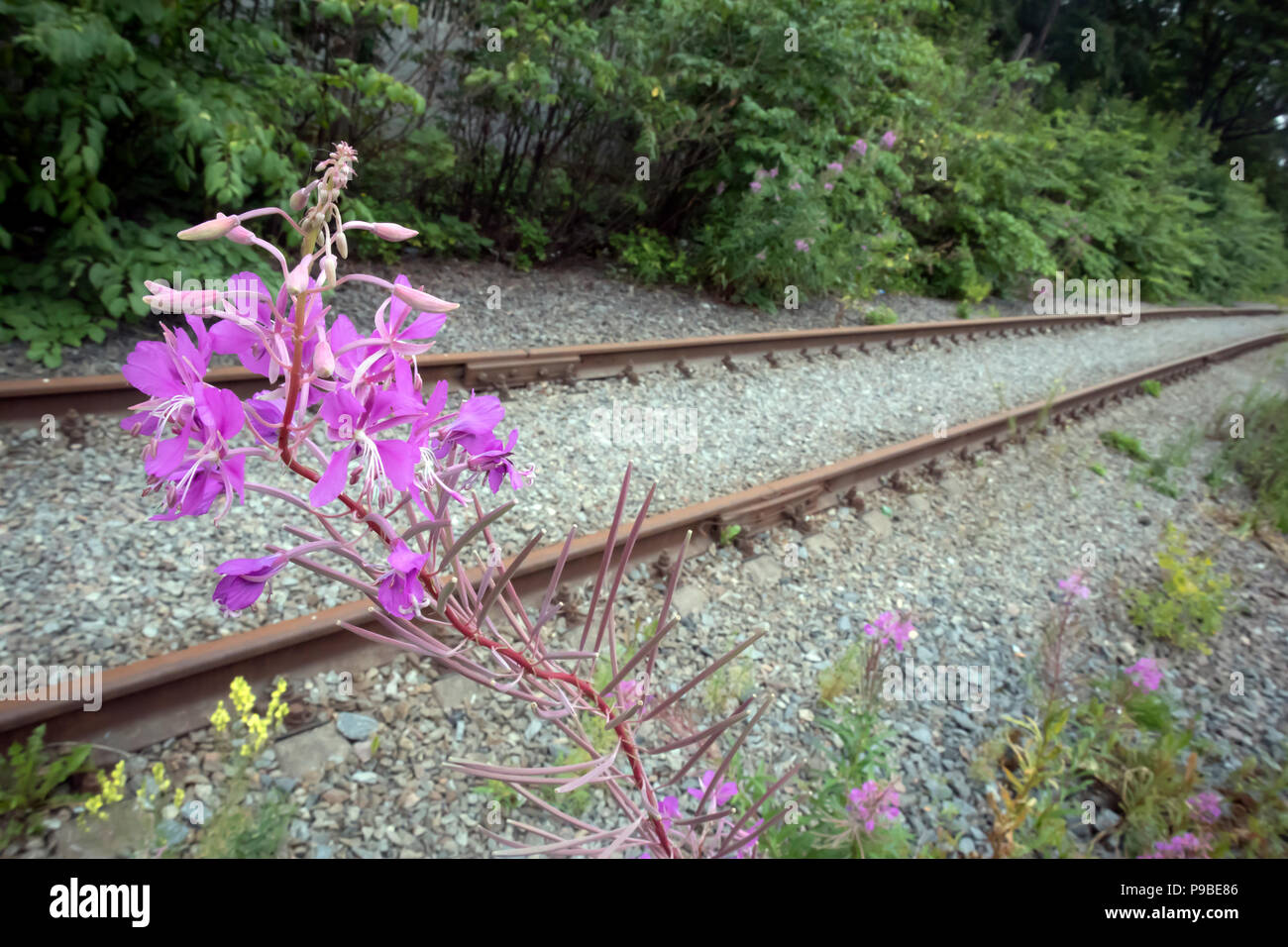 Pink curved inflorescence of willow-herb closeup against old rusty abandoned railway Stock Photo