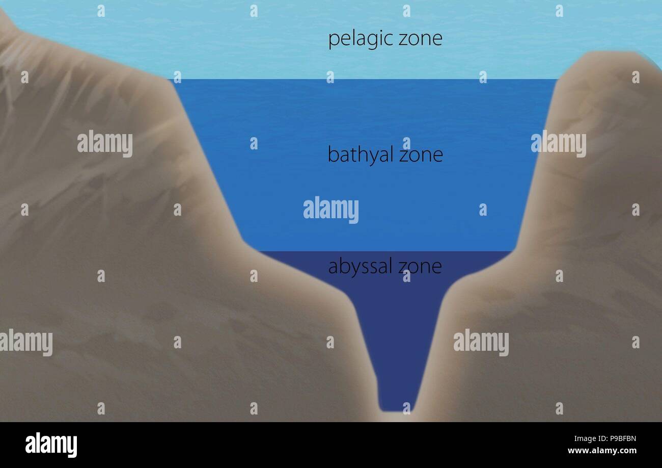 Bathyal Zone Hi res Stock Photography And Images Alamy