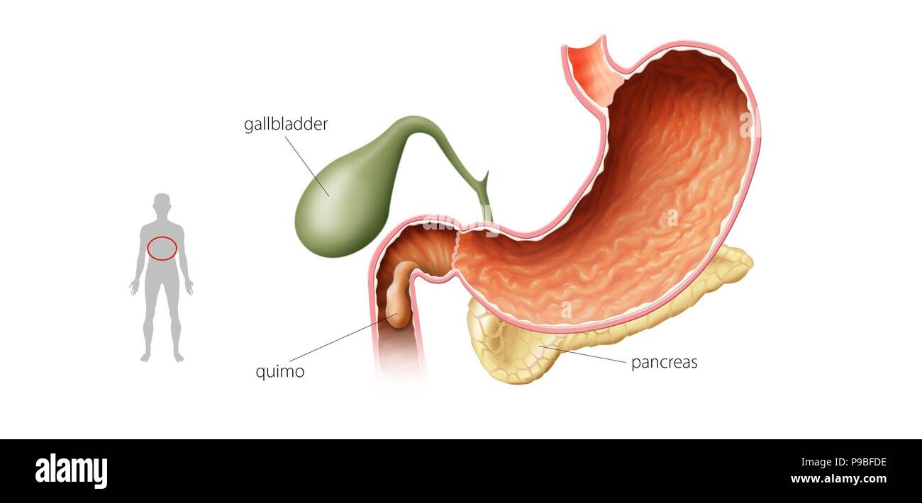 Chyme hires stock photography and images Alamy