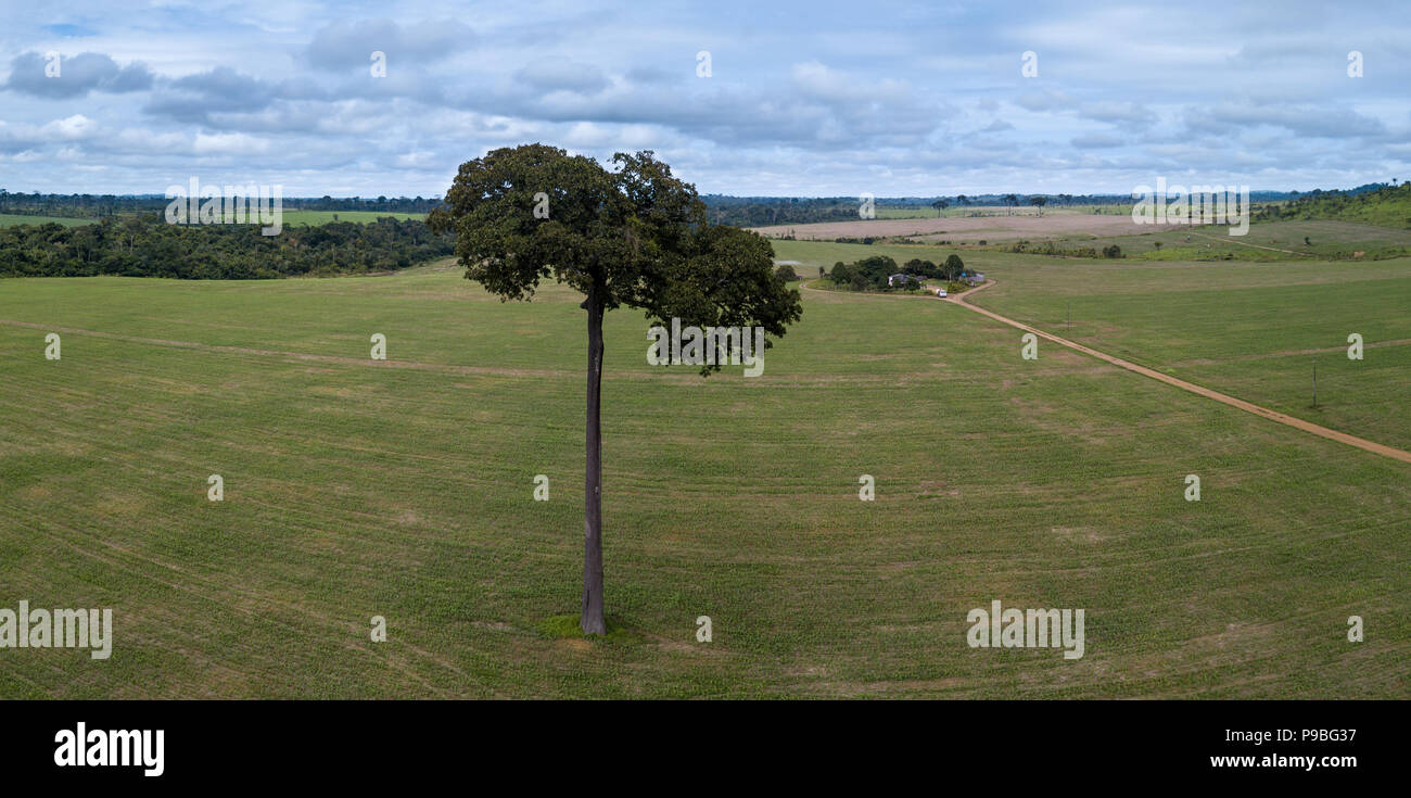 Pará, Brazil. A Brazil nut tree, protected by law, remains standing in farm plantation in the Amazon. Stock Photo